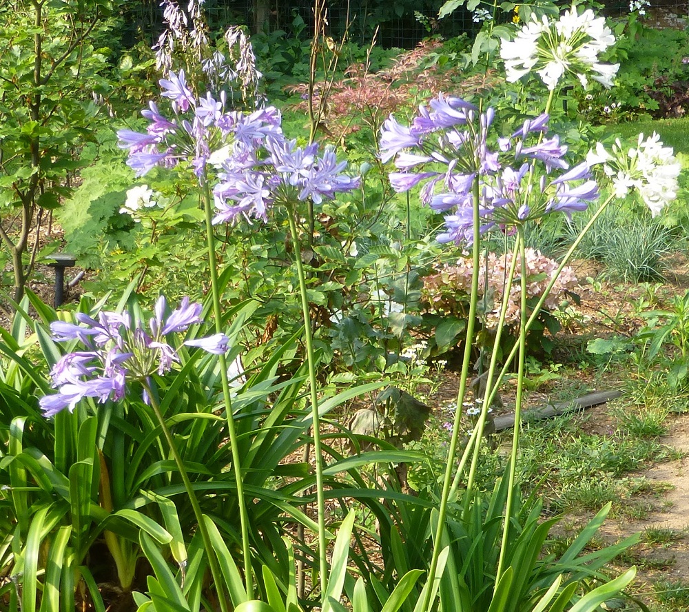 Agapanthus